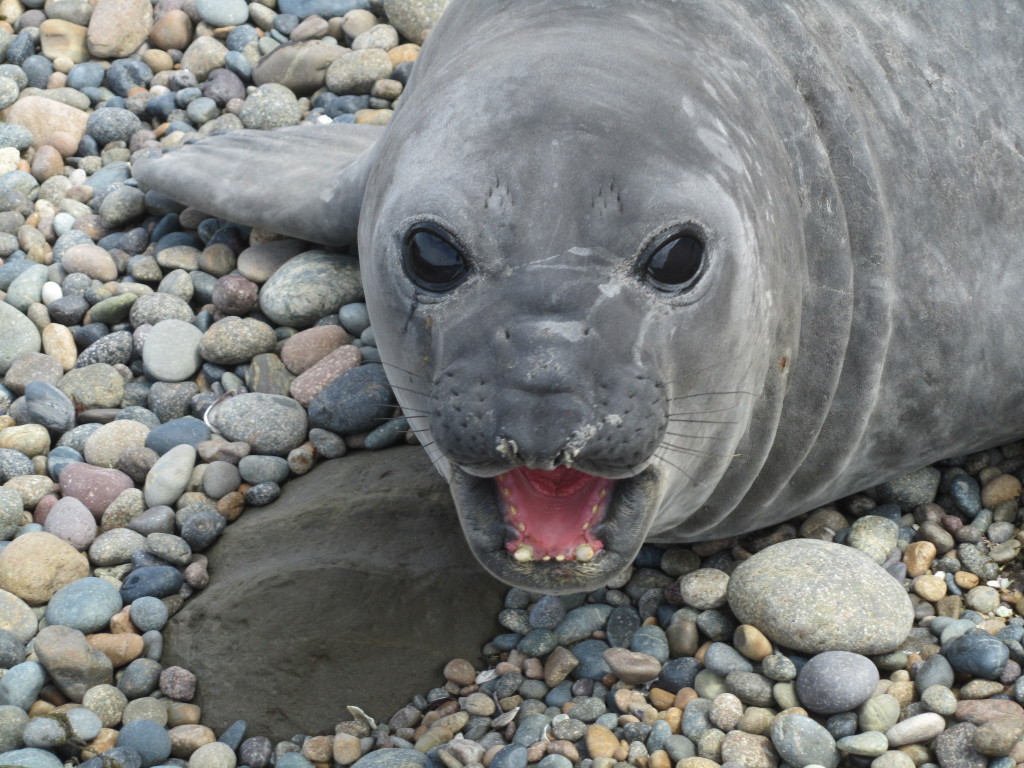 elephant seals, pictures of elephant seals, elephant seals in argentina