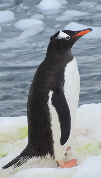 pictures of gentoo penguin, gentoo penguin, gentoo penguins, penguins in Antarctica, pictures of antarctica,