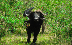 Buffalo, buffalo in kenya, buffalo in Africa