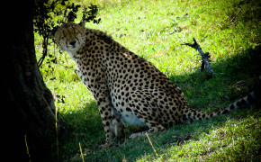 Cheetah on Safari in africa, cheetah, pictures of cheetah, seeing cheetahs on safari