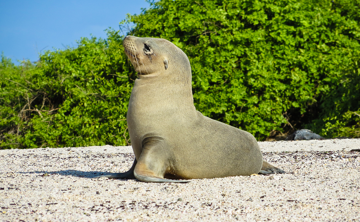 Baby Sea Lion in Galapagos Islands