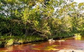 Crystal Channel or Caño Cristales: The River of Five Colors in Colombia